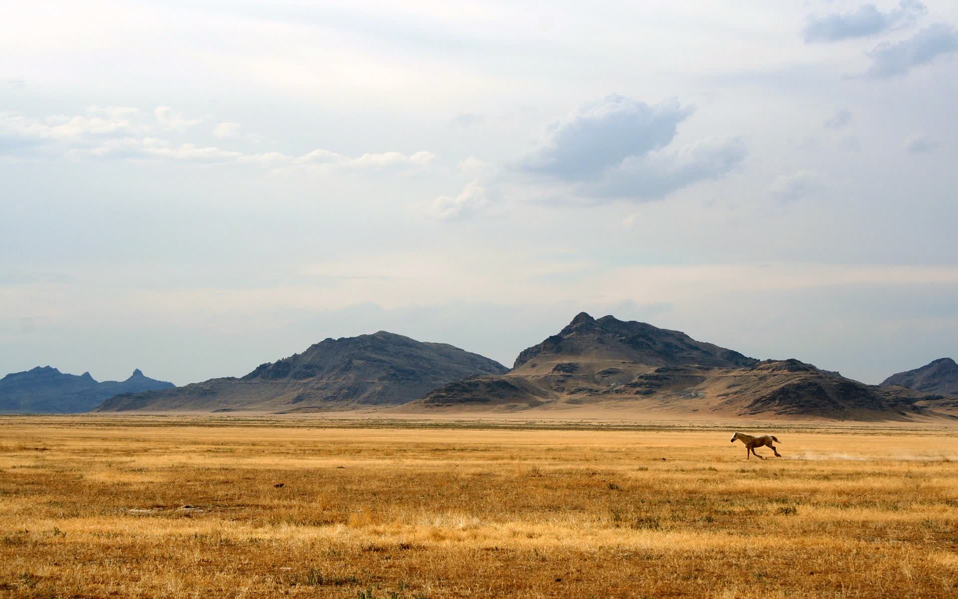 世游赛男子800米自由泳半决赛：长距离选手节奏博弈，男子自由泳800米世界纪录